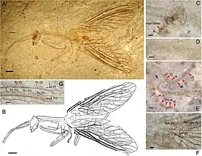 Juroraphidia longicollum (†Juroraphidiidae) fossil fundet i Kina fra midt-Jura