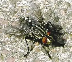 Kødflue (Sarcophaga carnaria)