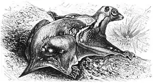 Filippinsk flyvende lemur