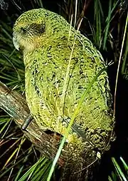 Kakapo (kritisk truet)