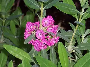 Smalbladet kalmia (Kalmia angustifolia)