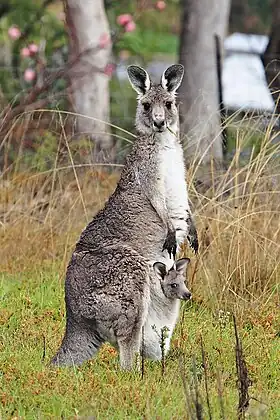 Grå kæmpekænguru (Macropus giganteus)