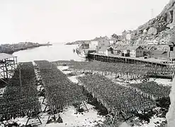 Tørfisk på hjell i Stamsund. Foto: Kristian Magnus Kanstad