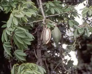 Kapoktræ (Ceiba pantandra).