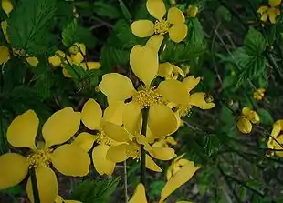 Almindelig Ranunkelbusk (Kerria japonica)Foto: Sten Porse