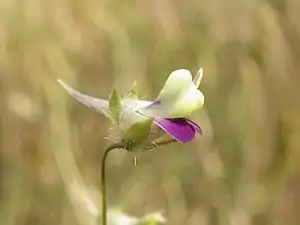 Spydbladet torskemund (Kickxia elatine)