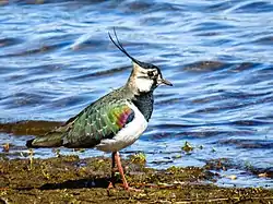 Kald, optaget i Surrey, England