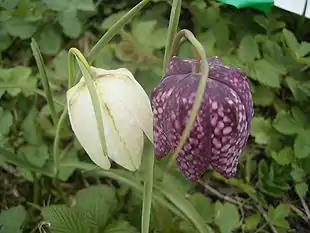 Almindelig vibeæg (Fritillaria meleagris).Foto: Teun Spaans