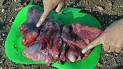 Cyster af hundens dværgbændelormi fårelunger