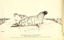 Klapmyds - voksen han med unge.Foto: www.noaa.gov