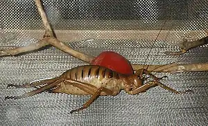 Billede af en Weta; Poor Knights Giant Weta (Deinacrida fallai). Denne repræsentant er 20 cm lang med ben. Kroppen er 10 cm lang.