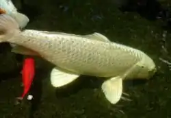 Koi Karpe Cyprinus carpio