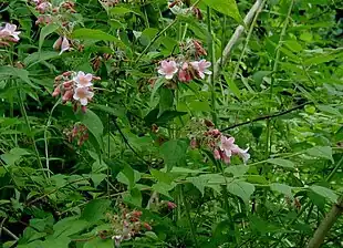 Dronningebusk (Kolkwitzia amabilis).