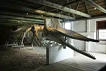 I gårdens lade er der udstillet et kaskelotskelet fra en stranding i slutningen af 1990'erne.