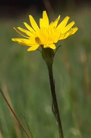 Lav skorzoner (Scorzonera humilis)