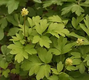 Desmerurt (Adoxa moschatellina).