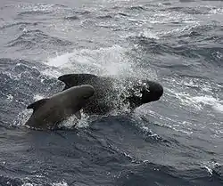 Langluffet grindehval med kalv