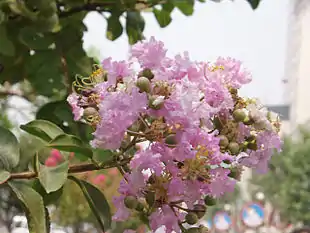 Lagerstroemia indica.
