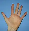 Menneskehånd, set fra håndfladen.