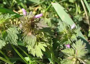 Fliget tvetand (Lamium purpureum var. purpureum) Foto: Jotterand