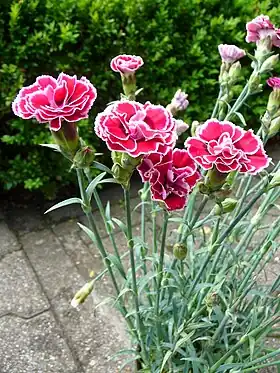 Havenellike (Dianthus caryophyllus)Foto: 4028mdk09