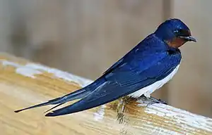 Landsvale Hirundo rusticaFoto: Malene Thyssen