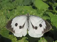 Stor kålsommerfugl   -  Pieris brassicae