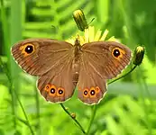 Skovvejrandøje    Lasiommata maera