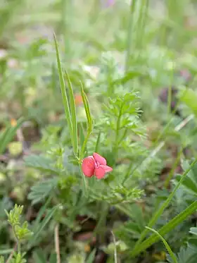 Enblomstret fladbælg