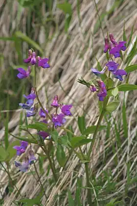 Vårfladbælg (Lathyrus vernus)Foto: Enrico Blasutto