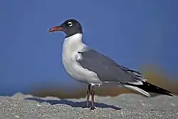 Lattermåge (Leucophaeus atricilla)