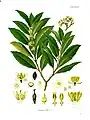 Ægte laurbær (Laurus nobilis), et medlem af Laurbær-ordenen (Laurales).