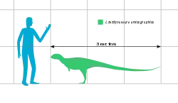 Størrelsesforhold mellem et menneske og Leaellynasaura