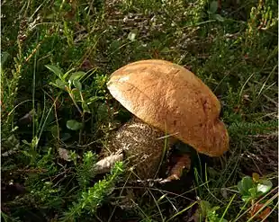 Sortskællet rørhat (Leccinum versipelle) Foto: Xerocomus