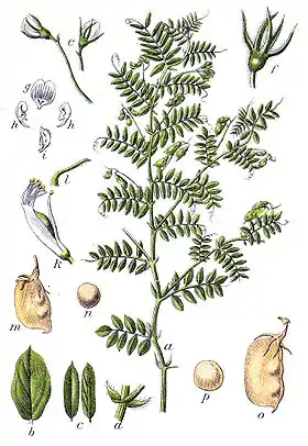 Illustration af Ægte Linse (Lens culinaris)