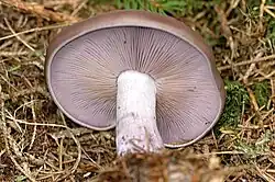 Violet hekseringshat (Lepista nuda)
