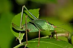 Hun med krumknivlignende læggebrod