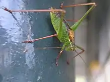 Han med rudimentære vinger på ryggen