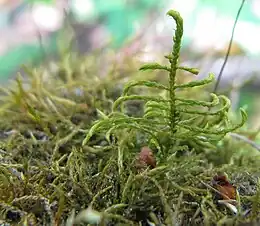 Mat Lærkemos Leskea polycarpa