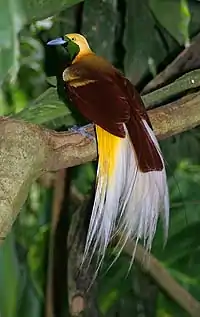 Lille paradisfugl Paradisaea minor