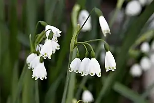 Sommerhvidblomme (Leucojum aestivum).