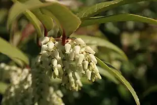 Aksel-Druelyng (Leucothoë axiliaris) Foto: Sten Porse