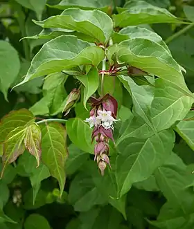 Leycesteria formosaFoto: Wouter Hagens