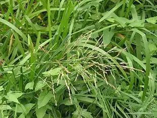 Høj Sødgræs (Glyceria maxima)Foto: Rasbak