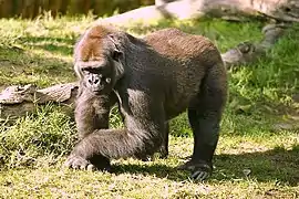 Gorilla