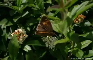 Liguster er en smukt blomstrende prydbusk, - hvis man ikke klipper den.