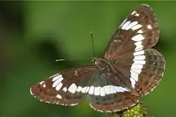 Hvid admiral  -   Limenitis camilla