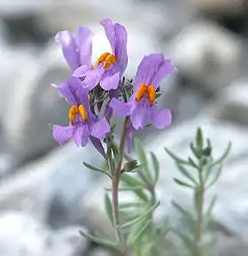 Alpe-Torskemund (Linaria alpina)Foto: Arne Larsen