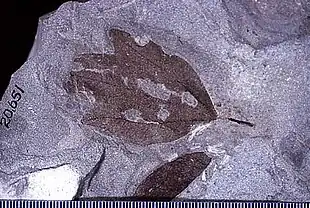 Fossilt blad af en uddød Sommerlaurbær Foto: EncycloPetey