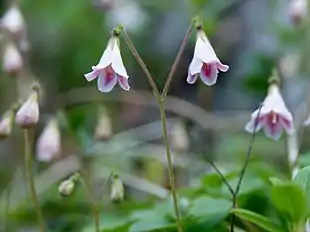 Almindelig Linnæa (Linnaea borealis)